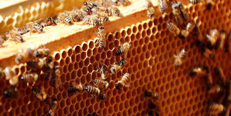 تولید سالانه بیش از300 تن عسل در شهرستان نور