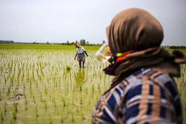 نشاء سنتی برنج در «روستای سوربُن» ساری
