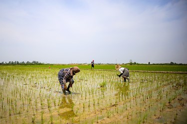 نشاء سنتی برنج در «روستای سوربُن» ساری
