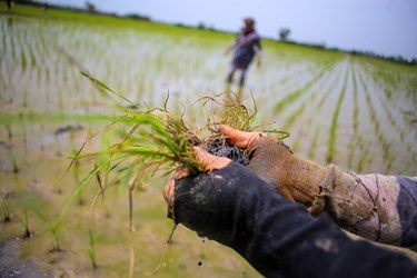 نشاء سنتی برنج در «روستای سوربُن» ساری
