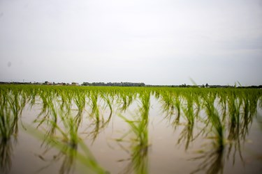 نشاء سنتی برنج در «روستای سوربُن» ساری