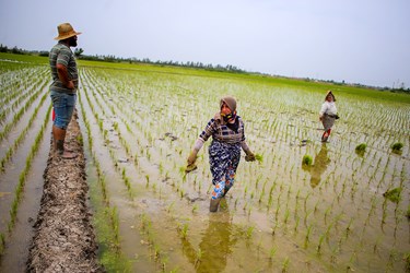 نشاء سنتی برنج در «روستای سوربُن» ساری