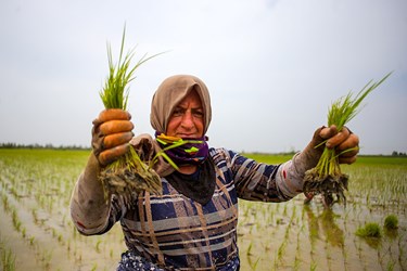 نشاء سنتی برنج در «روستای سوربُن» ساری