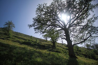 درخت کهنسال بلوط در ارتفاعات جنگلی کلاردشت 