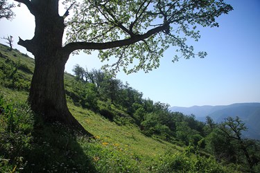درخت کهنسال بلوط در ارتفاعات جنگلی کلاردشت