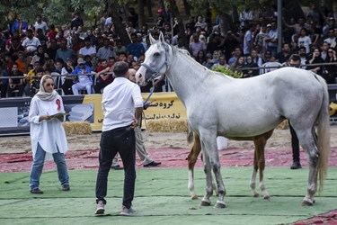 هفدهمین جشنواره ملی «زیبایی اسب اصیل ترکمن» در بجنورد