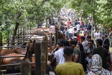 هفدهمین جشنواره ملی «زیبایی اسب اصیل ترکمن» در بجنورد