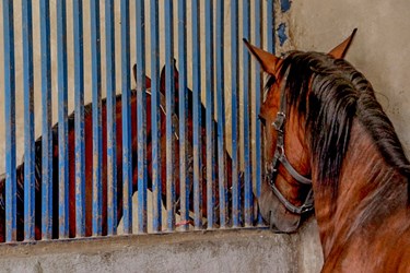 مسابقات سوارکاری پرش با اسب در فارس