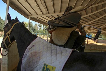 مسابقات سوارکاری پرش با اسب در فارس