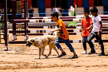 مسابقات سوارکاری پرش با اسب در فارس