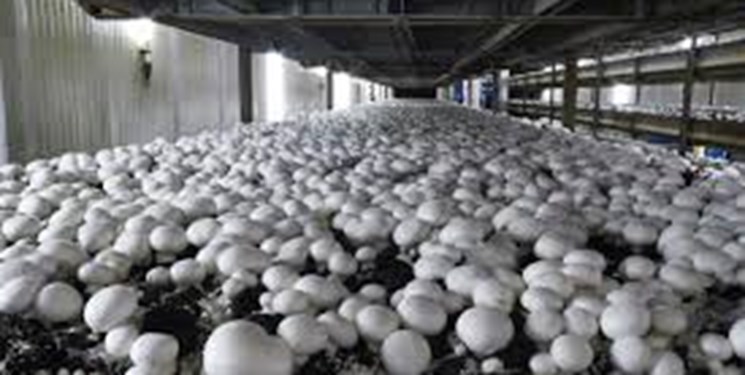تولید سالانه بیش از ۱۰۰۰ تن قارچ در سمیرم‌