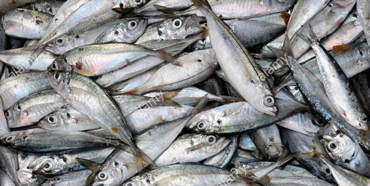 صید ۱۴ هزار تن ساردین ماهی در جاسک