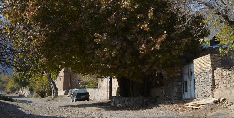 ثبت 2 درخت کهن‌سال «ابرسج» در فهرست میراث ملی