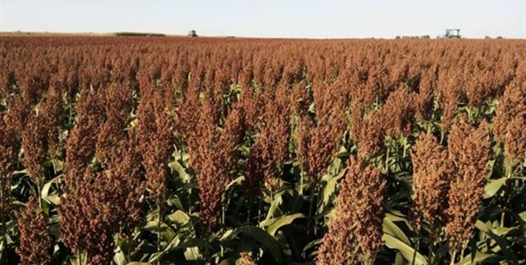 آغاز کشت گیاه کم آب بر «سورگوم» در ۳۰۰ هکتار از مزارع قزوین