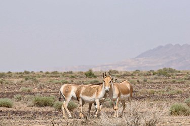 «گورهای ایرانی» پارک ملی کویر