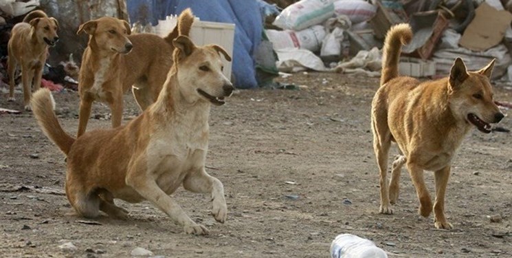 معضل سگ‌های ولگرد بلای جان شهروندان نطنز+تصاویر و فیلم