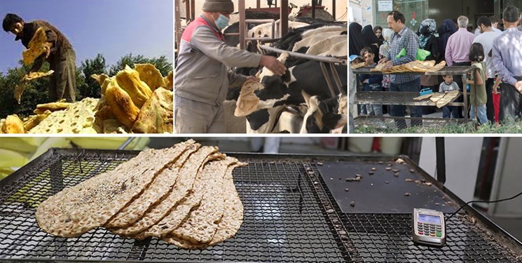 نان ارزانی که روانه سبد خوراک دام‌ها در خراسان جنوبی می‌شود