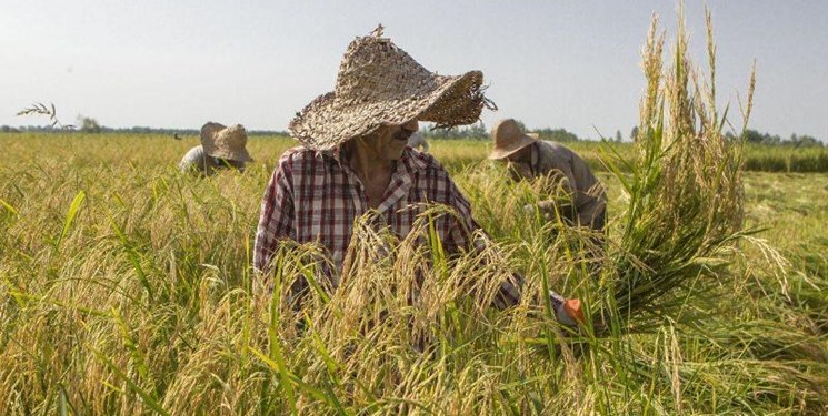 خبر خوب| دولت برنج کشاورزان شمالی را تضمینی می‌خرد