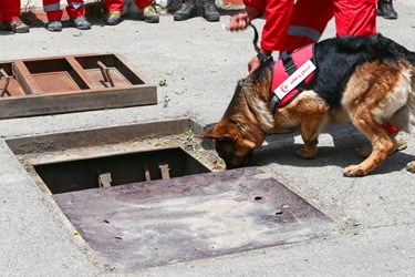  سگ های زنده یاب در مانور سازمان امداد و نجات هلال احمر