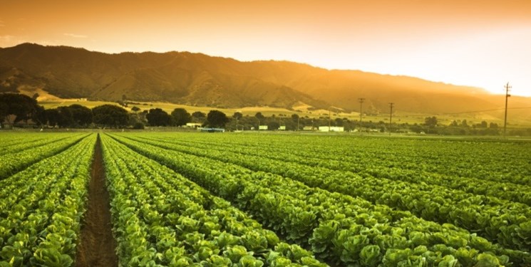 پیش بینی افزایش 80 درصدی محصولات زراعی سیروان