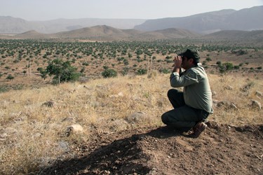 گوزن زرد ایرانی