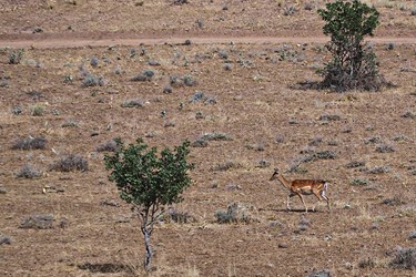 گوزن زرد ایرانی