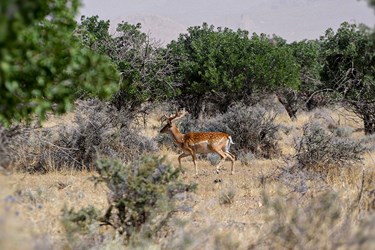 گوزن زرد ایرانی