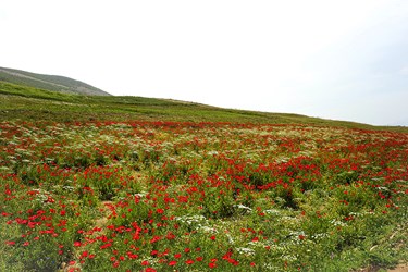 آخرین روزهای بهاریِ «دِیلمان»