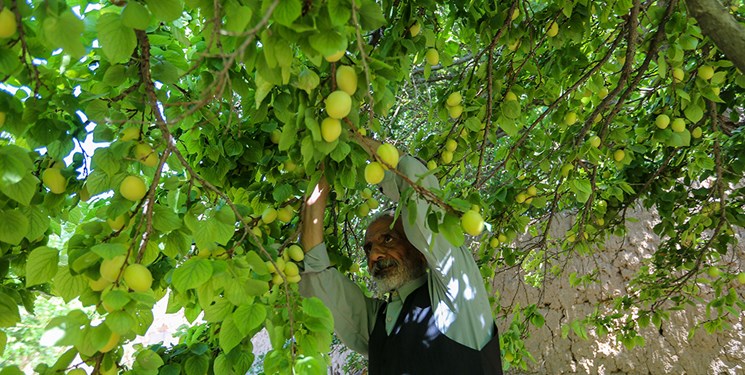 طرح ایجاد باغ میوه در پارک آذری بجنورد اجرا می‌شود