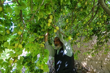 برداشت میوه‌های تابستانی از باغات گلدشت اصفهان