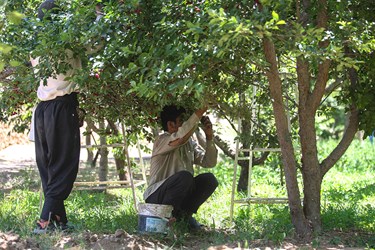 برداشت میوه‌های تابستانی از باغات گلدشت اصفهان