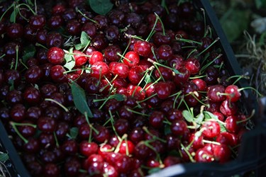 برداشت میوه‌های تابستانی از باغات گلدشت اصفهان