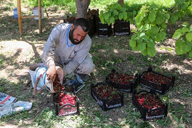 برداشت میوه‌های تابستانی از باغات گلدشت اصفهان