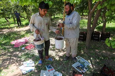 برداشت میوه‌های تابستانی از باغات گلدشت اصفهان