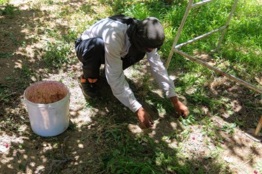 برداشت میوه‌های تابستانی از باغات گلدشت اصفهان