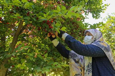 برداشت میوه‌های تابستانی از باغات گلدشت اصفهان