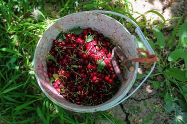 برداشت میوه‌های تابستانی از باغات گلدشت اصفهان