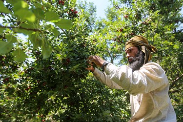 برداشت میوه‌های تابستانی از باغات گلدشت اصفهان