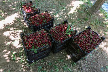 برداشت میوه‌های تابستانی از باغات گلدشت اصفهان
