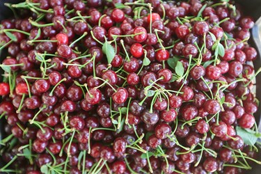 برداشت میوه‌های تابستانی از باغات گلدشت اصفهان