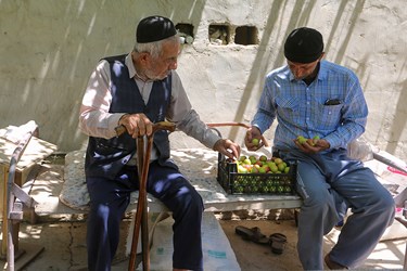 برداشت میوه‌های تابستانی از باغات گلدشت اصفهان