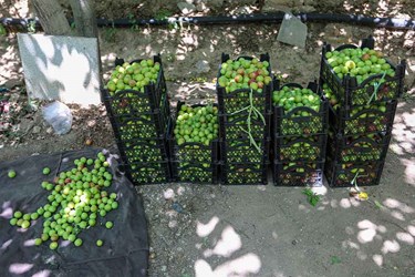 برداشت میوه‌های تابستانی از باغات گلدشت اصفهان