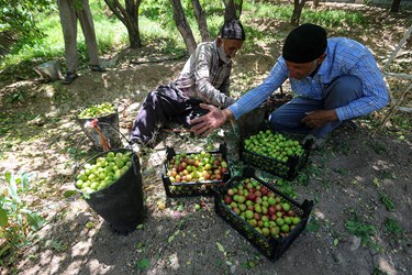 برداشت میوه‌های تابستانی از باغات گلدشت اصفهان