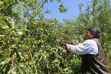 برداشت میوه‌های تابستانی از باغات گلدشت اصفهان
