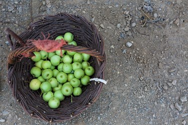 برداشت میوه‌های تابستانی از باغات گلدشت اصفهان