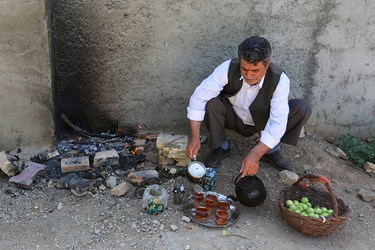 برداشت میوه‌های تابستانی از باغات گلدشت اصفهان