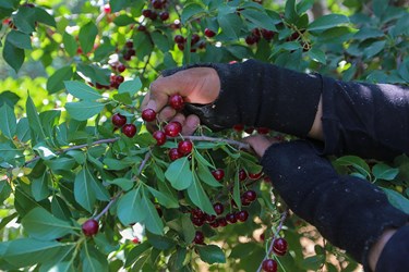 برداشت میوه‌های تابستانی از باغات گلدشت اصفهان