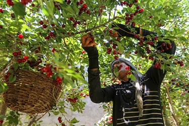 برداشت میوه‌های تابستانی از باغات گلدشت اصفهان