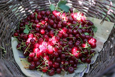 برداشت میوه‌های تابستانی از باغات گلدشت اصفهان