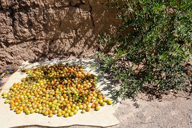 برداشت میوه‌های تابستانی از باغات گلدشت اصفهان